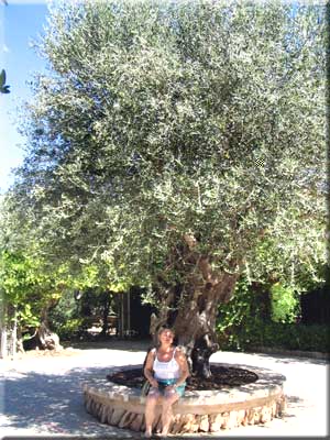 Ein sehr alter Olivenbaum mit junger Lady